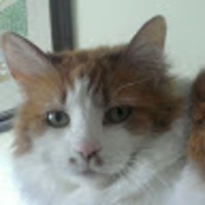 Meet your Posher, Audrey